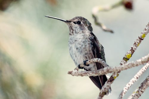 A Black-chinned Hummingbird on a Tree Stem