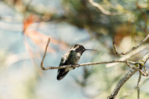 Hummingbird Perching on Branch