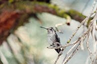 在宁静的自然环境中，一只精致的蜂鸟栖息在树枝上