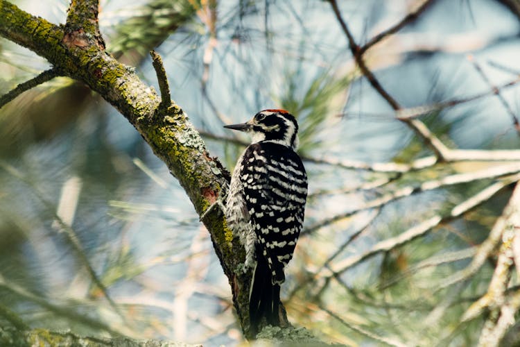 A Woodpecker On The Tree Branch