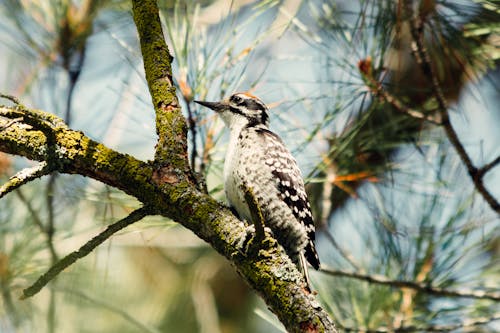 Free A Woodpecker Perched on a Tree Branch Stock Photo