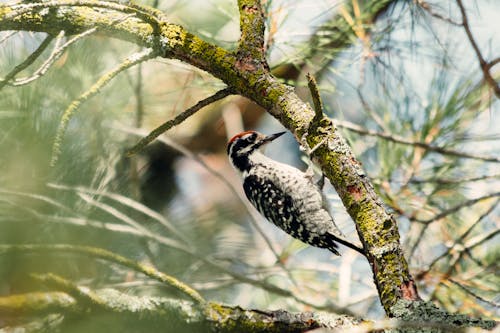 A Woodpecker Pecking on a Tree Branch


g on a Tree Branch