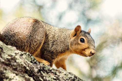 Brown Squirrel on the Tree 