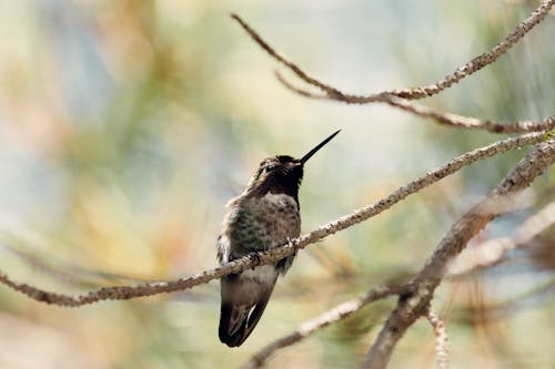 Free A  Hummingbird on the Tree Stem Stock Photo