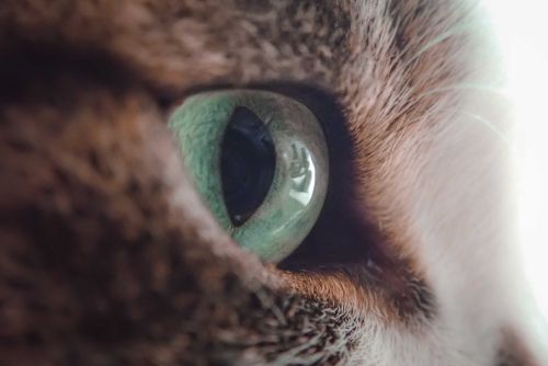 Free Side view closeup young fluffy cat muzzle with big green eyes looking away attentively Stock Photo