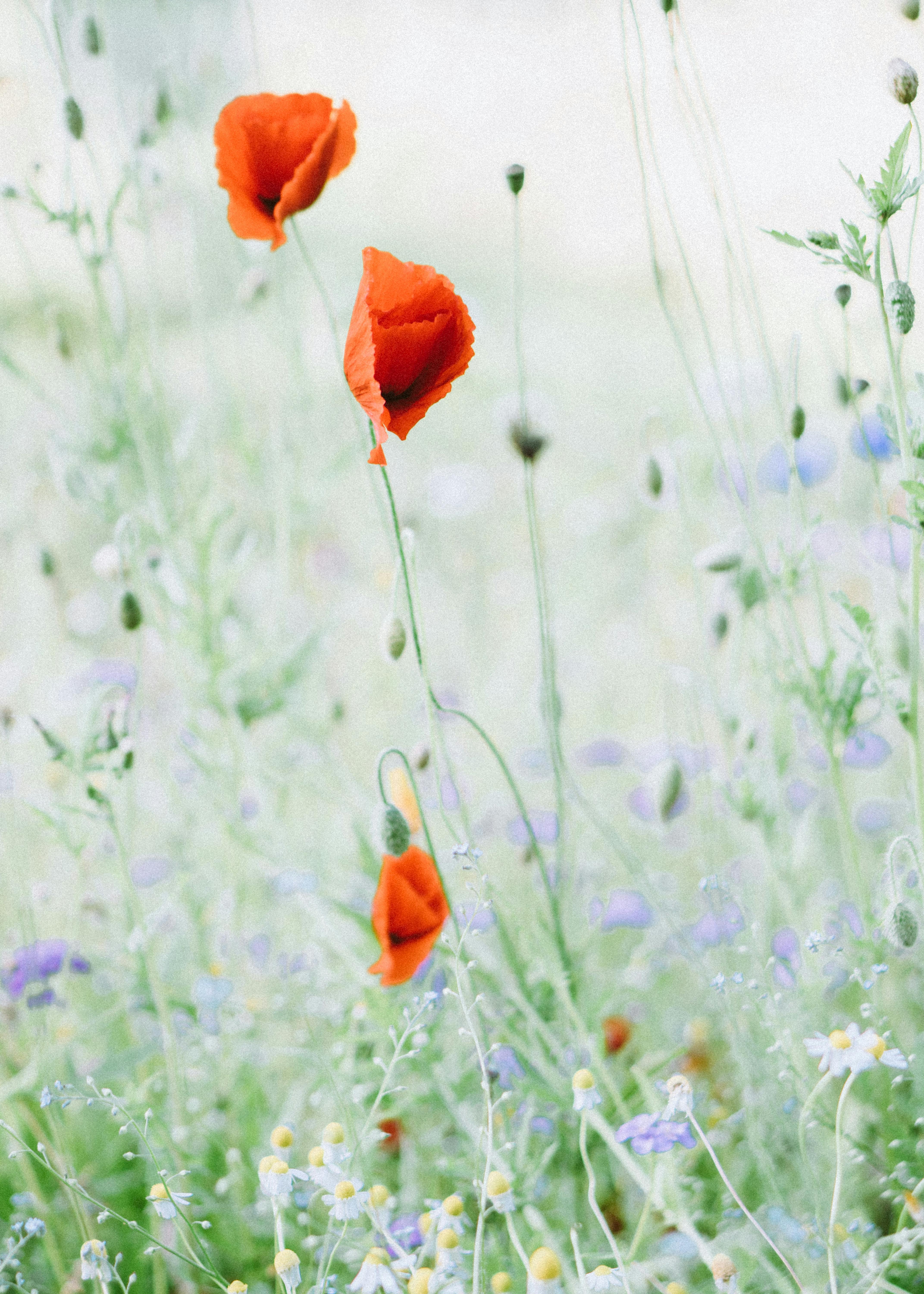Red Flower on Green Grass · Free Stock Photo