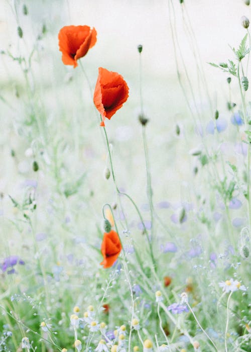 Free Red Flower on Green Grass Stock Photo