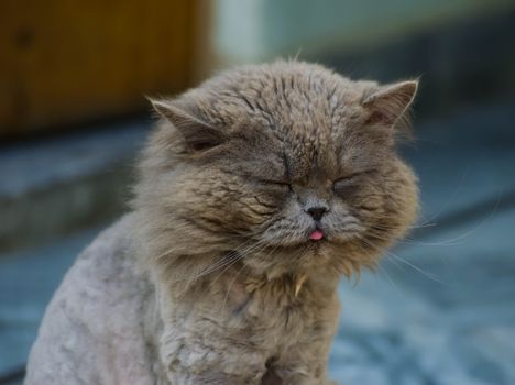 特写镜头里，一只毛茸茸的波斯猫闭着眼睛，伸出了舌头