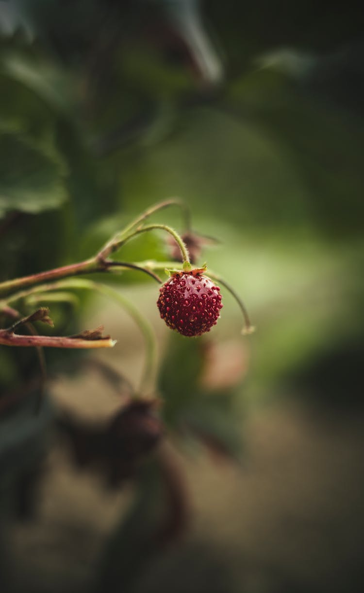 Fresh Strawberry Hanging On A Tree