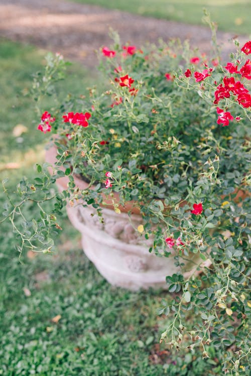 Free Red Flowers on a Plant Stock Photo