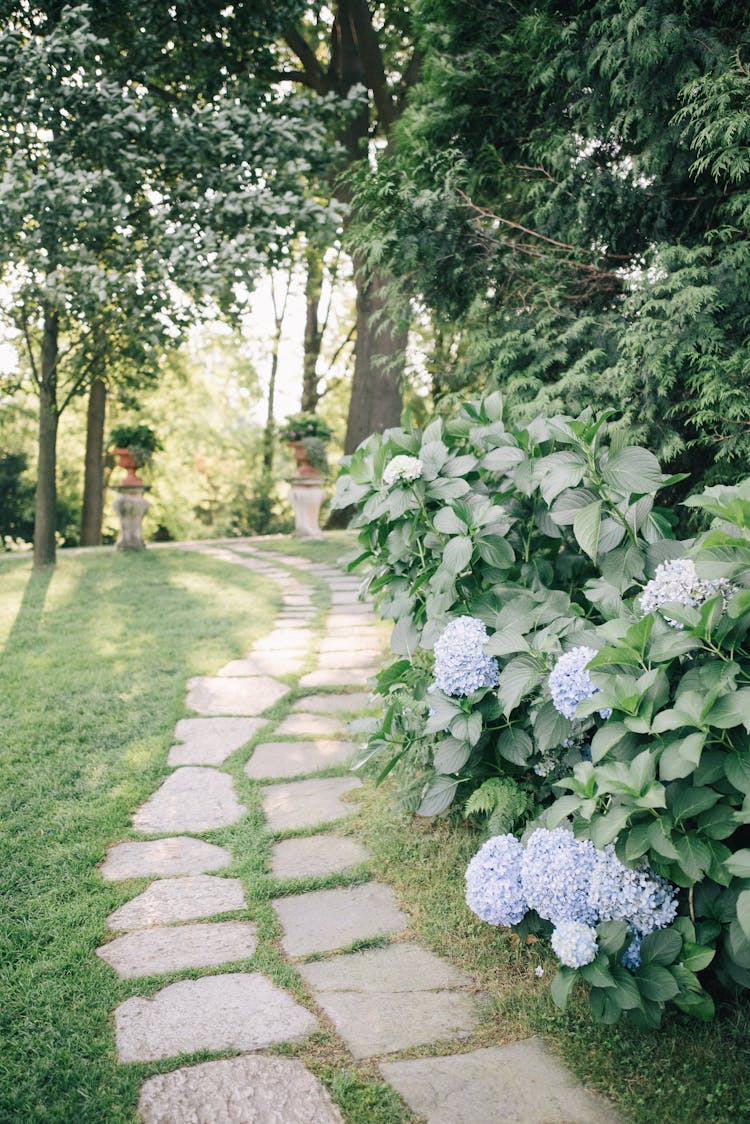 Blue Hortensia Flowers On A Garden