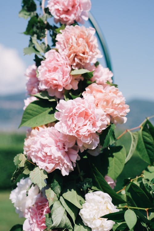 Gratuit Fleurs Roses Et Blanches Avec Des Feuilles Vertes Photos