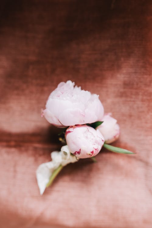 бесплатная Белая роза на коричневый деревянный стол Стоковое фото