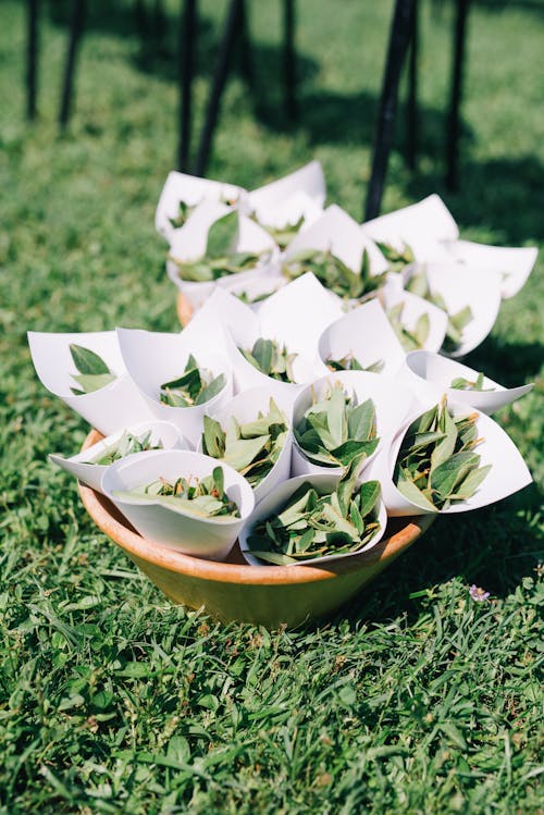 Olive Leaves Wrapped in Papers