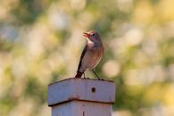 Gray and Brown Bird on White and Brown Wooden Bird House