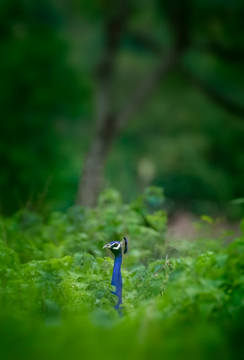Graceful peacock in lush greenery of forest