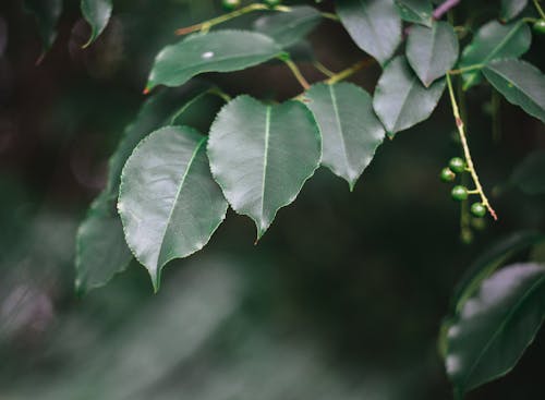 Foto stok gratis Daun-daun, gelap, hijau