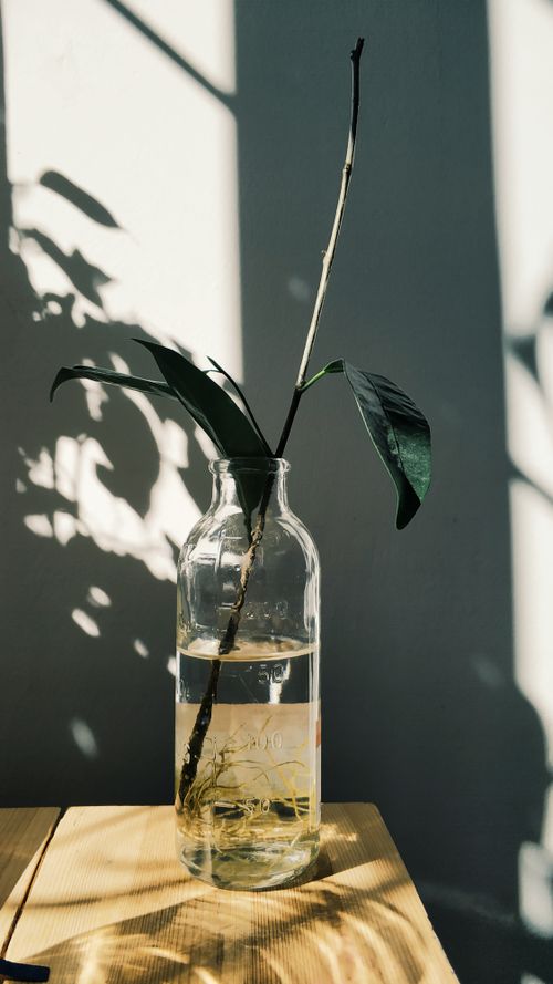 Free Glass vase with plant twig placed on wooden table against white shadowy wall on sunny day Stock Photo