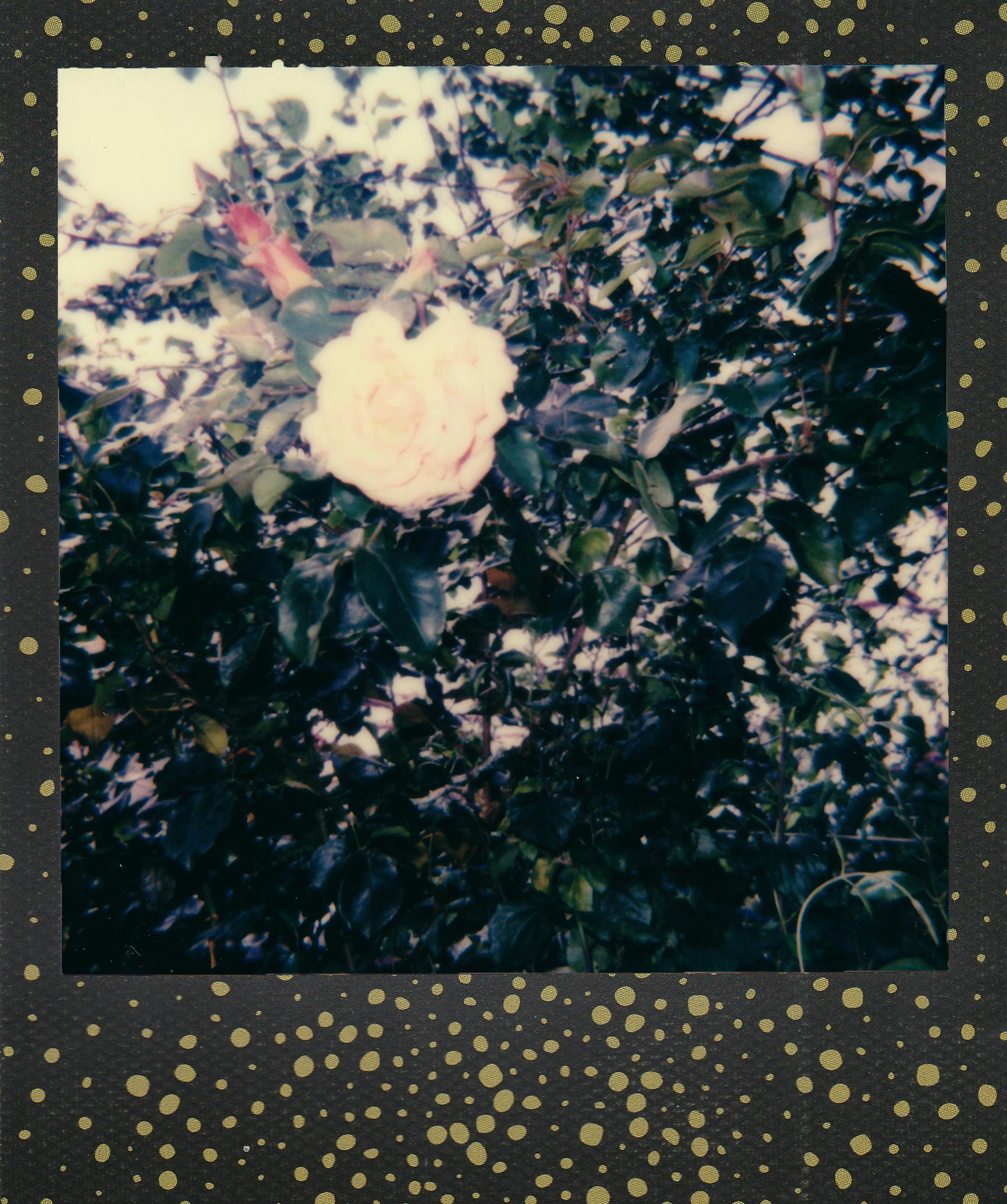 Stylized vintage Polaroid photo capturing a white rose among green leaves in an artistic frame.