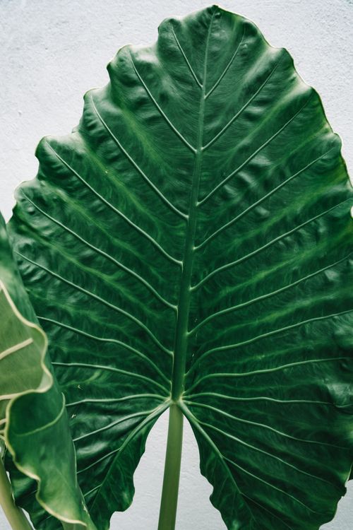 Free Close-up of a single vibrant green Alocasia leaf against a concrete background. Stock Photo