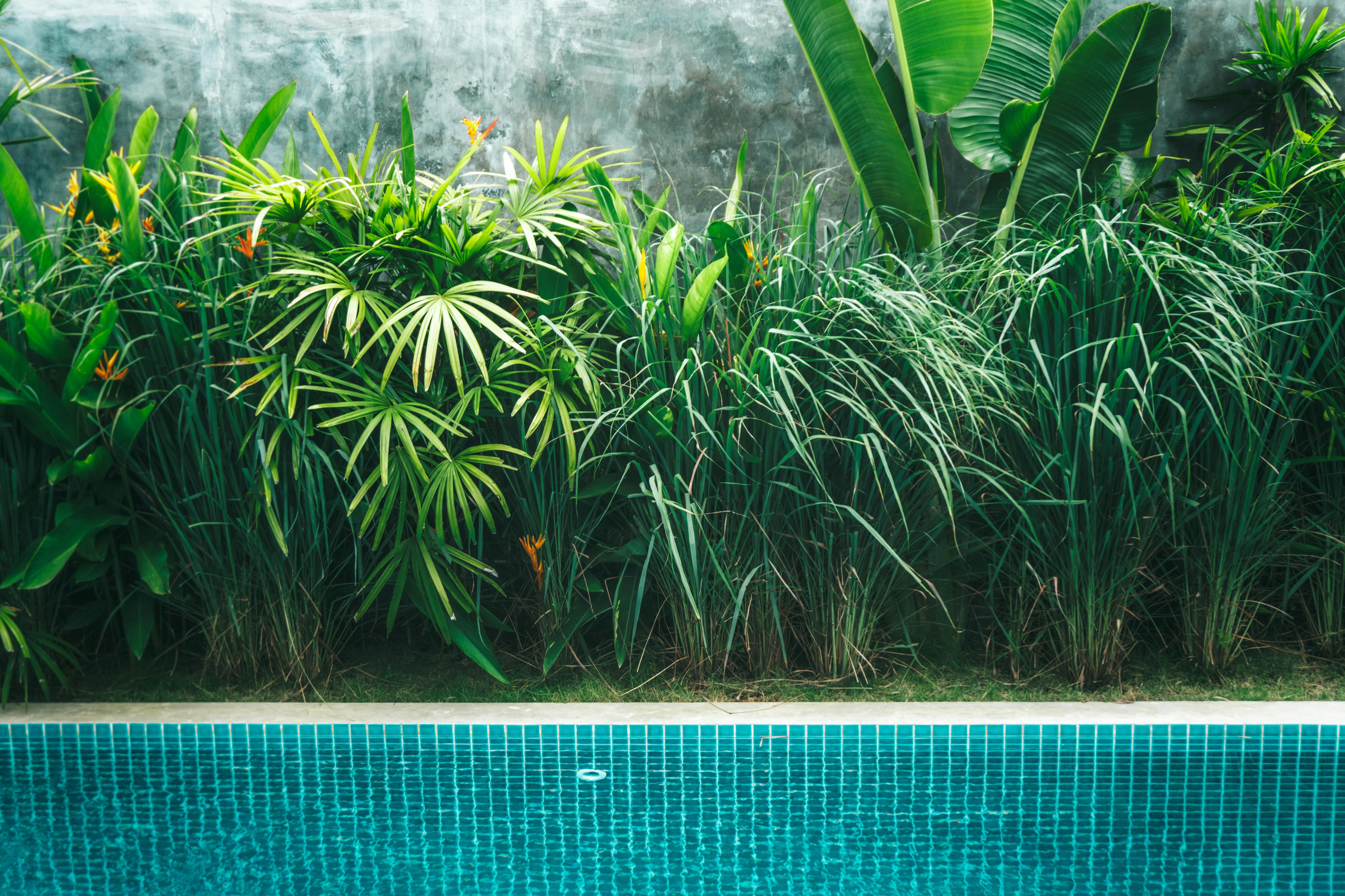 Plants on Poolside · Free Stock Photo