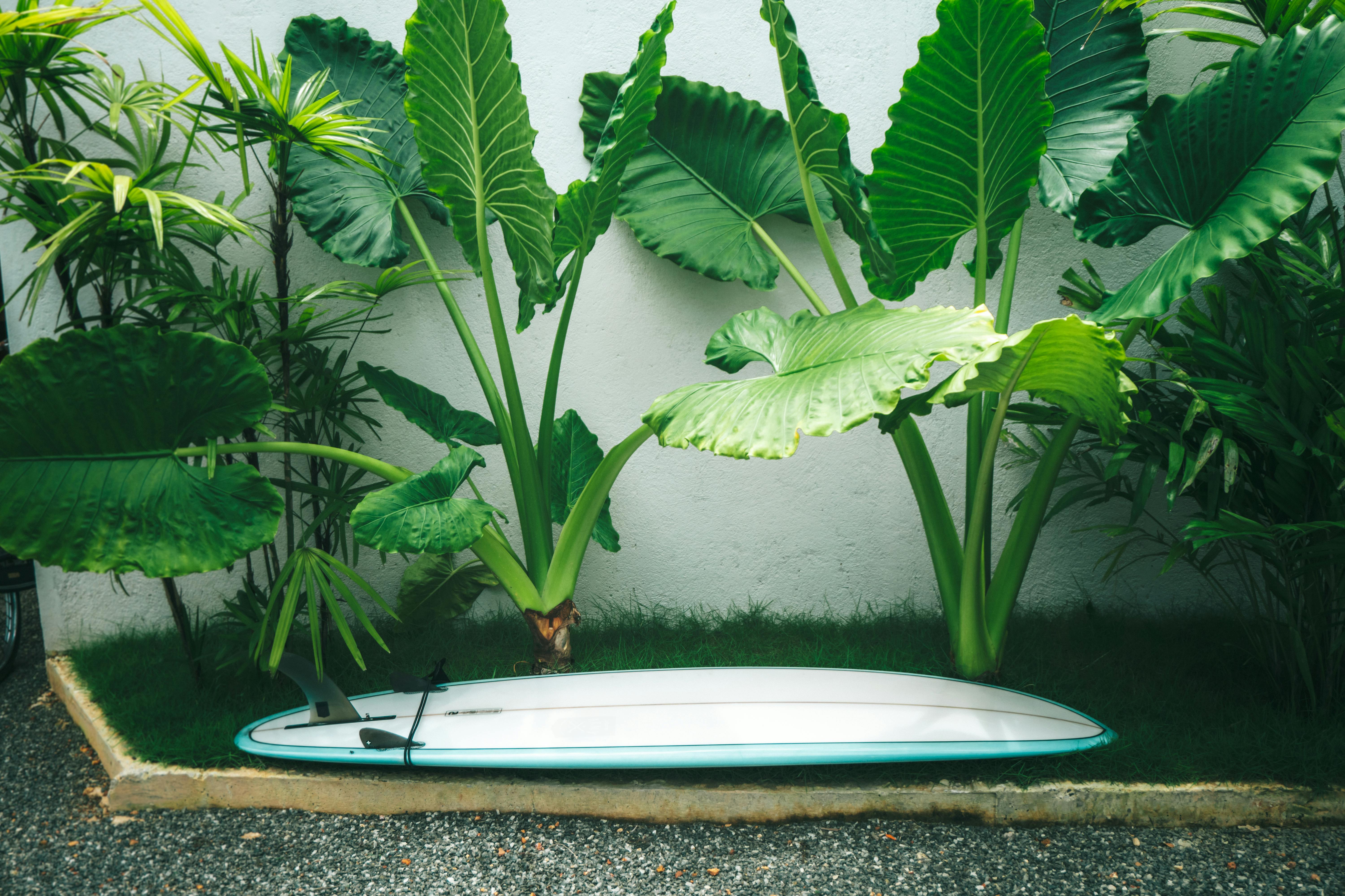 A surfboard leaning against a wall surrounded by vibrant tropical plants creates a serene outdoor scene.