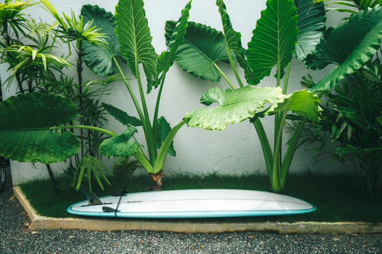 White Surfboard In A Plant Box