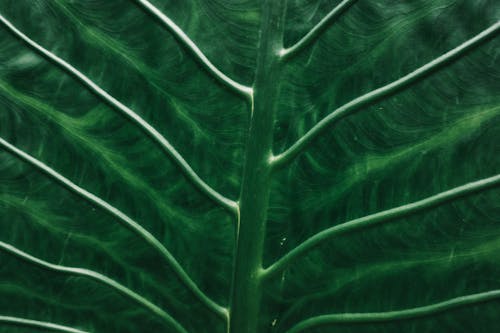 Gratis stockfoto met frisheid, groei, groen blad