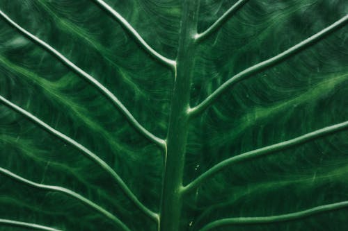 Green Leaf Plant in Close Up Photography