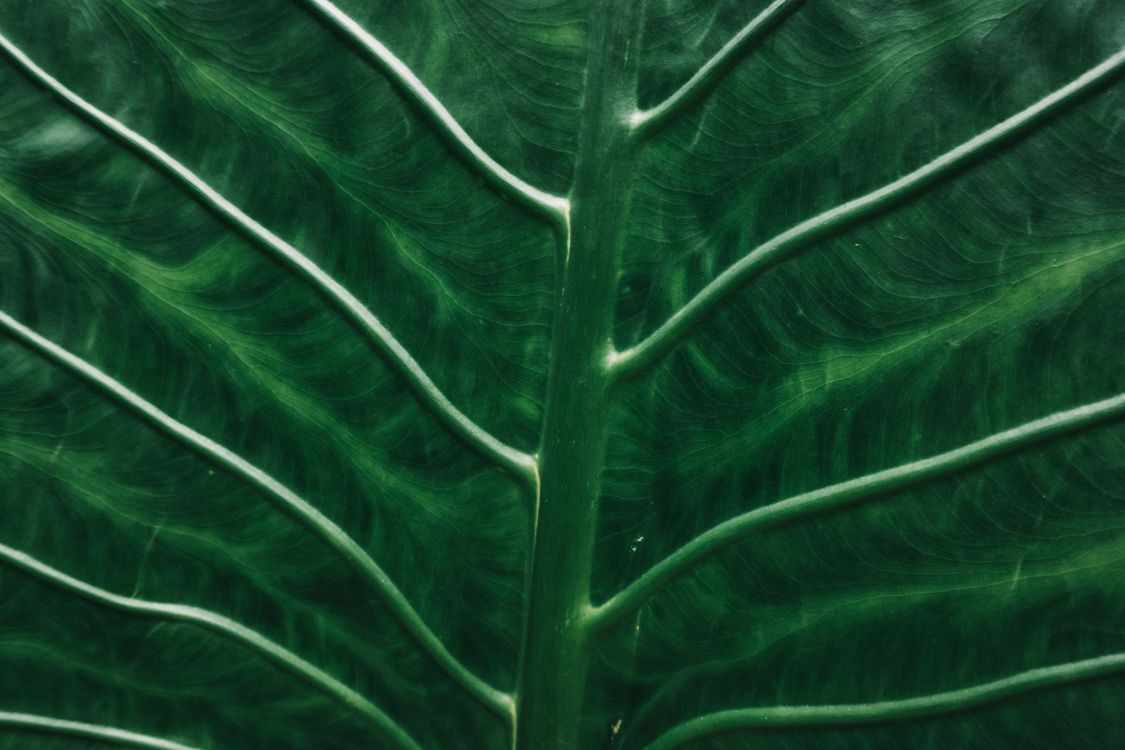 Green Leaf Plant in Close Up Photography · Free Stock Photo