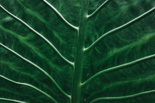 Free Detailed macro photograph showcasing the intricate veins of a vibrant green leaf. Stock Photo