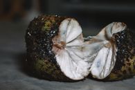 新鲜糖苹果果实的特写被分成两半，露出内部白色的果肉
