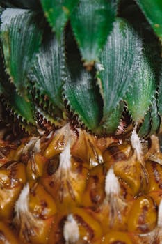 Extreme close-up of a ripe pineapple with its sharp, spiky leaves and textured skin.
