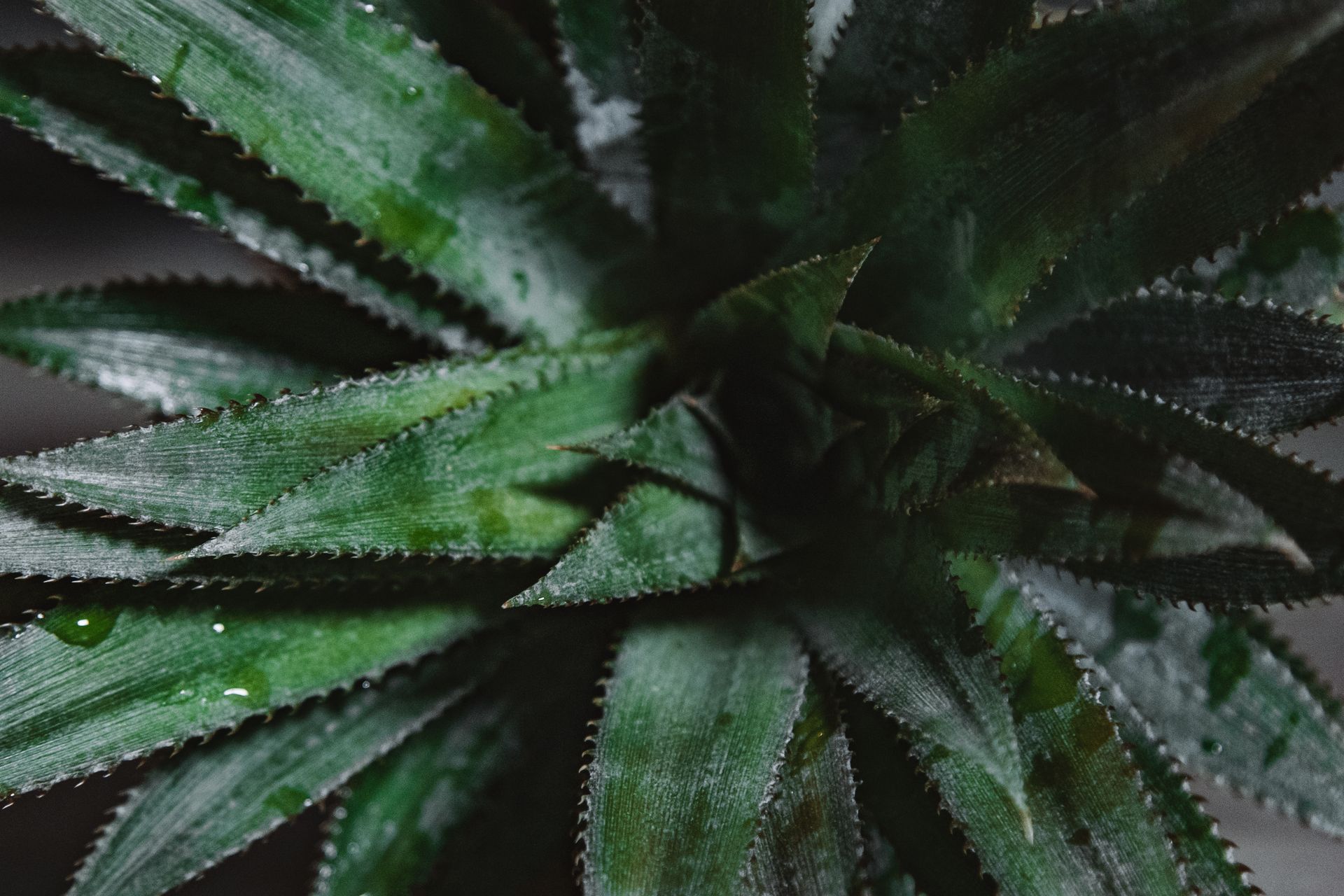 Detailed view of pineapple leaves with dew, showcasing sharp textures and vibrant green hues.