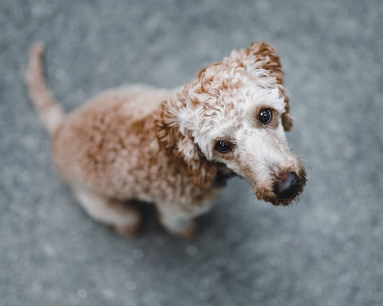 Stray Dog Sitting On Asphalt