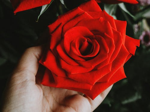 Person Holding Red Rose 