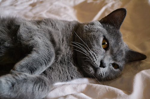 Close up of a British Shorthair Cat