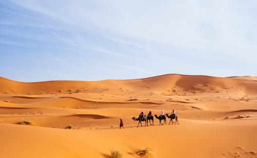 People Riding Camels in the Sahara Desert