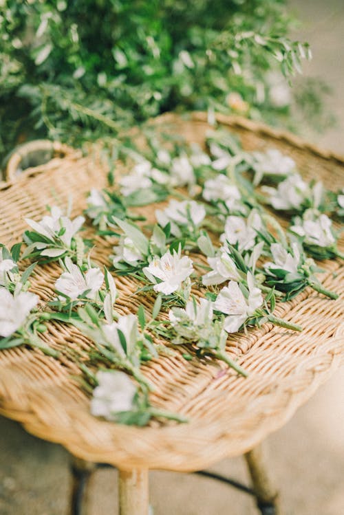 Gratis lagerfoto af blomster, flora, knaphulsblomst