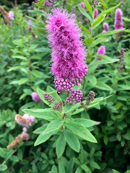 Free stock photo of beautiful flowers, purple, purple flowers