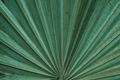 Teal palm fan by Roman Odintsov on Pexels
