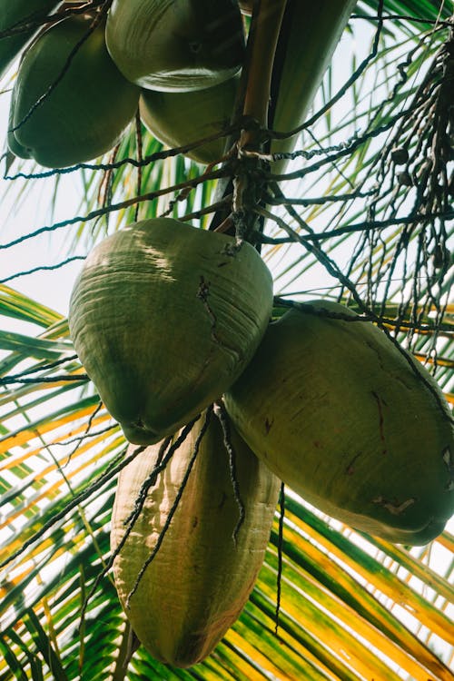 Green Fresh Coconuts on Coconut Tree
