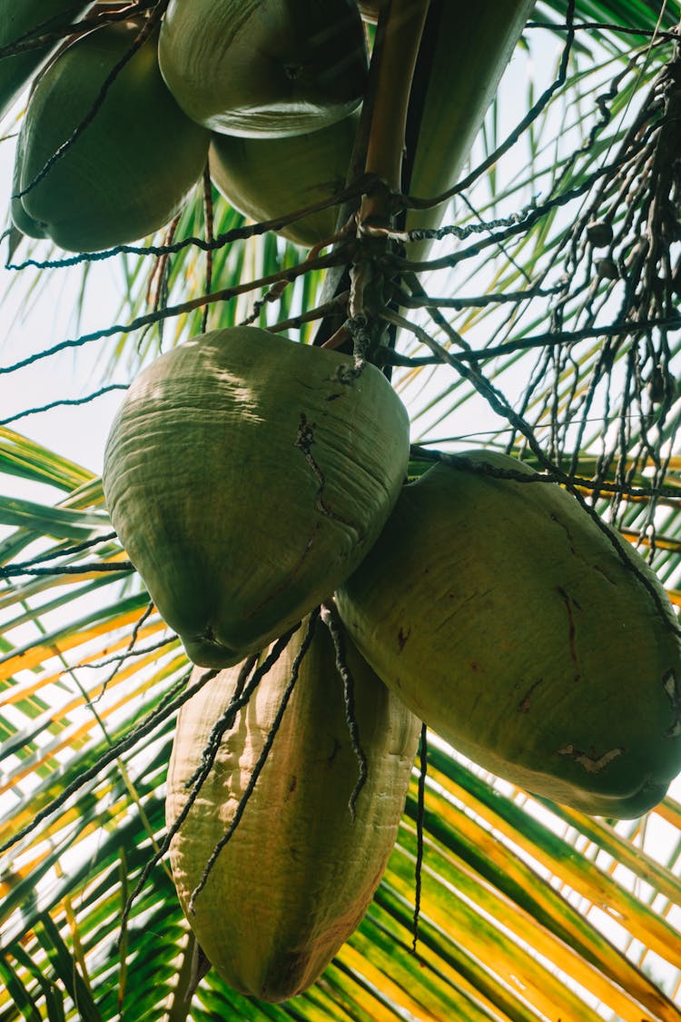 Green Fresh Coconuts On Coconut Tree