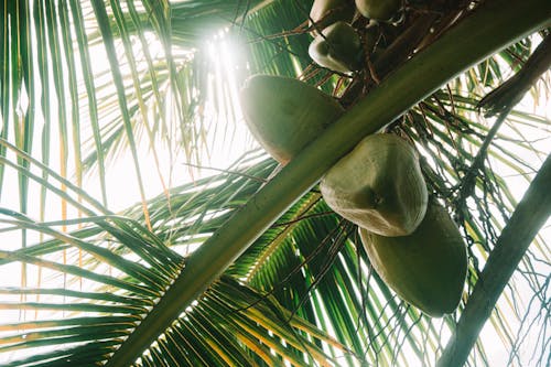 免费 低角度拍攝, 天性, 椰子 的 免费素材图片 素材图片