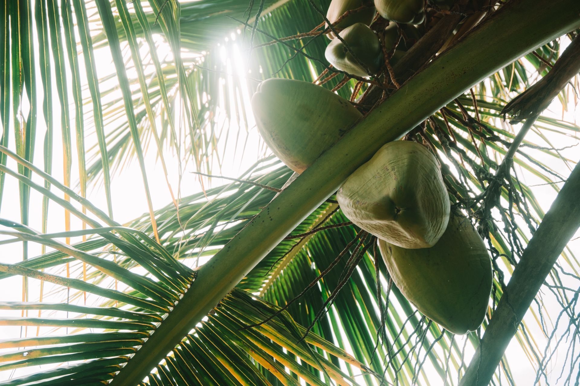 Green Coconut Tree Under the Sky