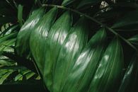 Green Leaf Plant