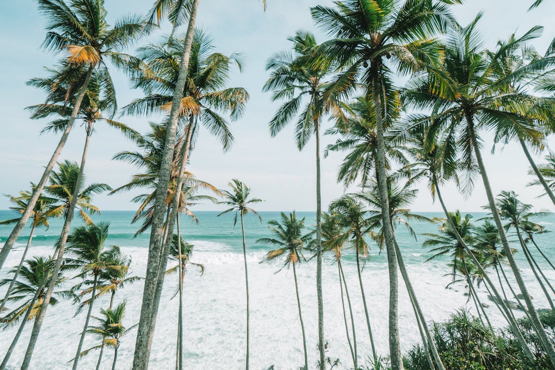 Free Coconut Trees on Beachside Stock Photo