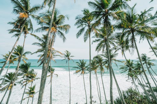Free Breathtaking view of coconut palm trees along a tropical beach, perfect for nature enthusiasts and travelers. Stock Photo