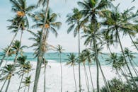 热带海滩上的椰子棕榈树令人惊叹的景色，非常适合自然爱好者和旅行者