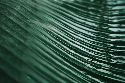 Extreme Close-up Photo of Green Leaf 